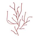 Algue, Rot
